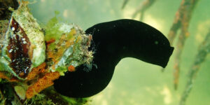 Black Sea Squirt