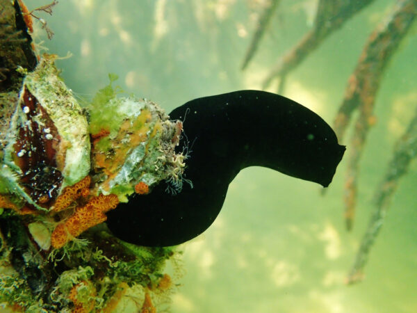 Black Sea Squirt