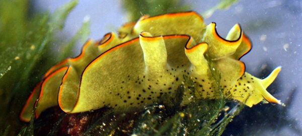 Leaf Slug