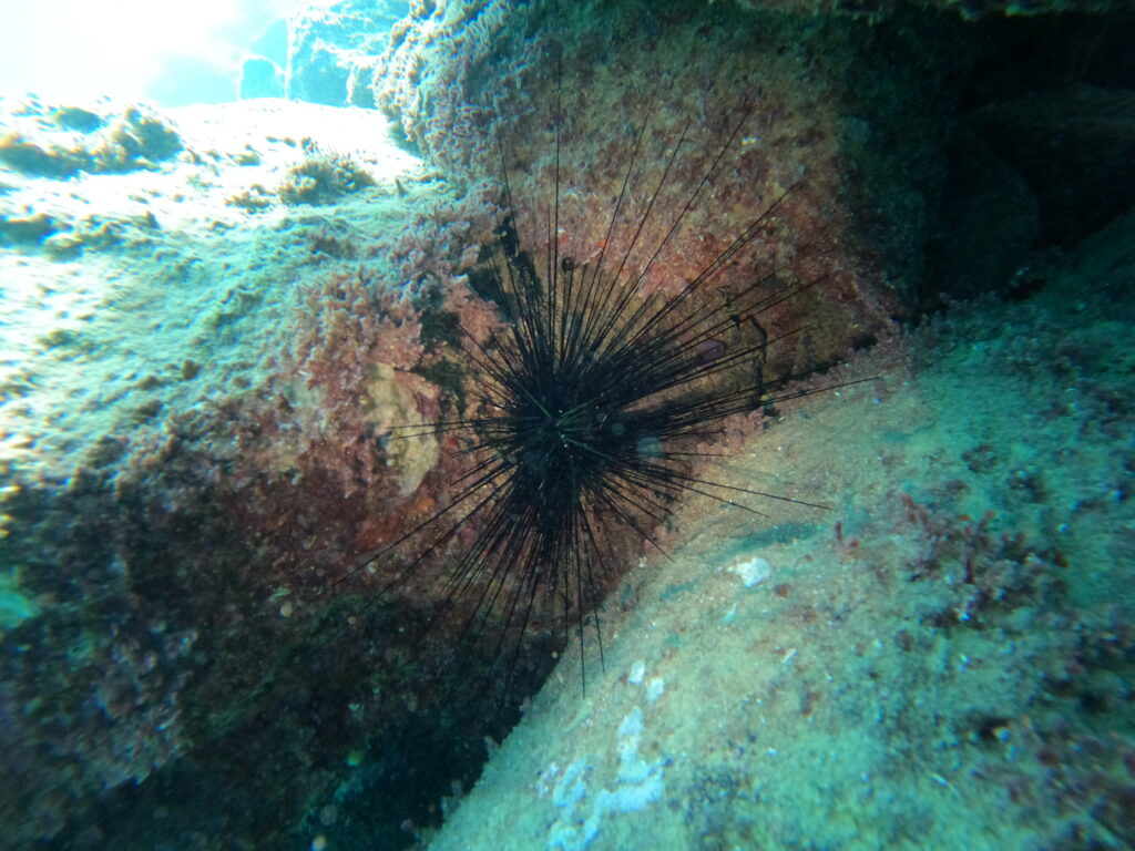N/A