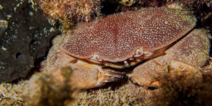 Red-egg Crab