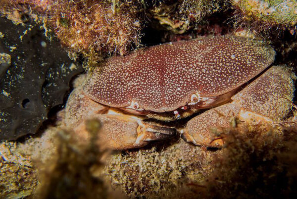 Red-egg Crab